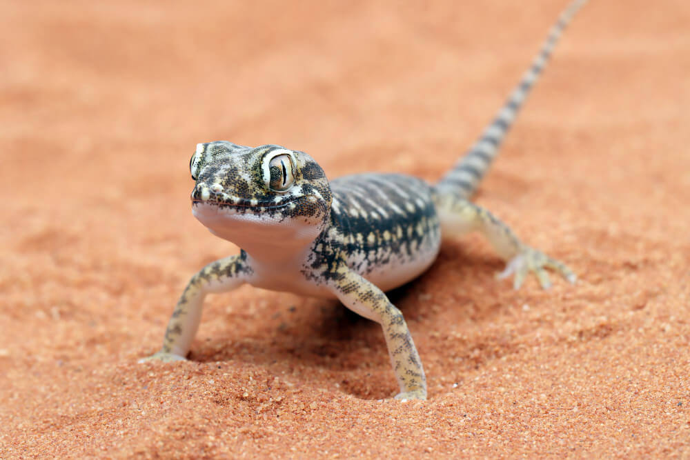 Echse im Sand der Wüste von Wadi Al-Hitan