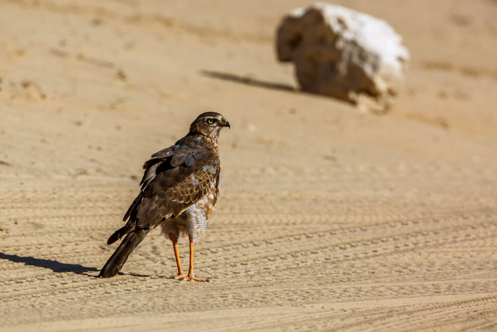 Greifvorgel in der Wüste bei Wadi Al-Hitan