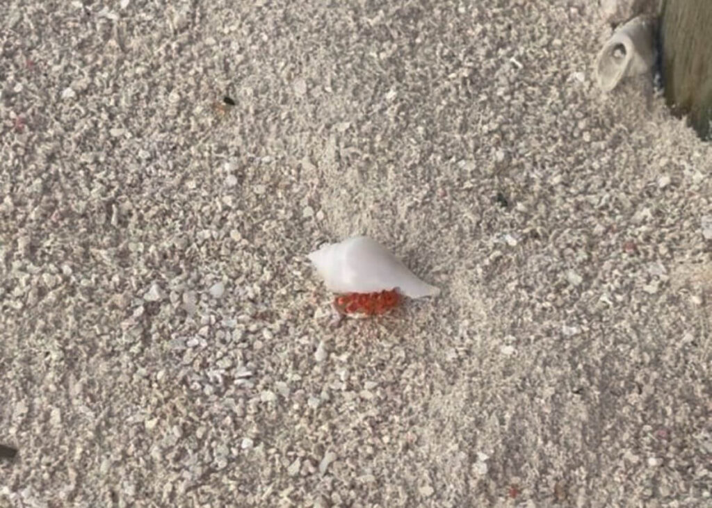 Verbotenes Mitbringsel Muschel am Strand