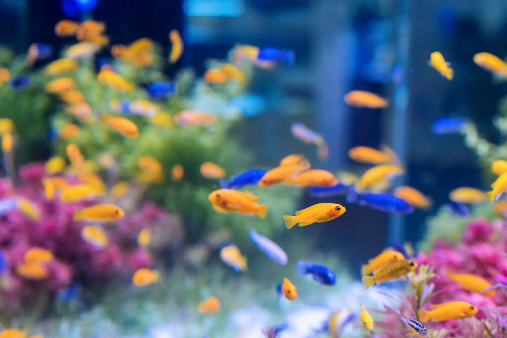 Gelb blaue Fische im Hurghada Grand Aquarium