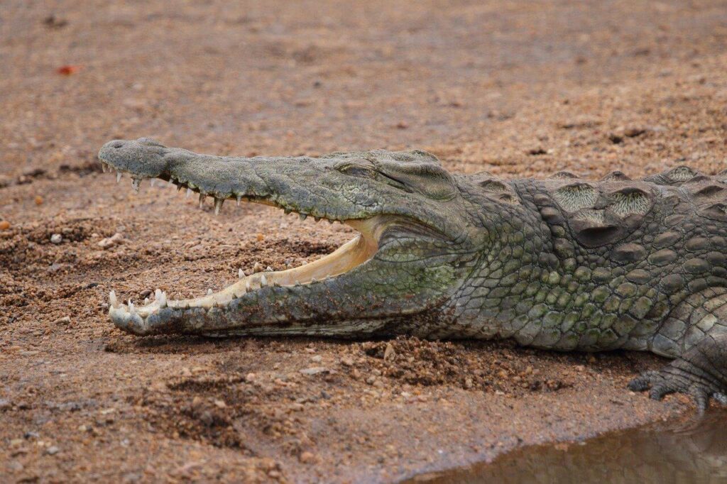 Nilkrokodil aus der Tierwelt in Ägypten