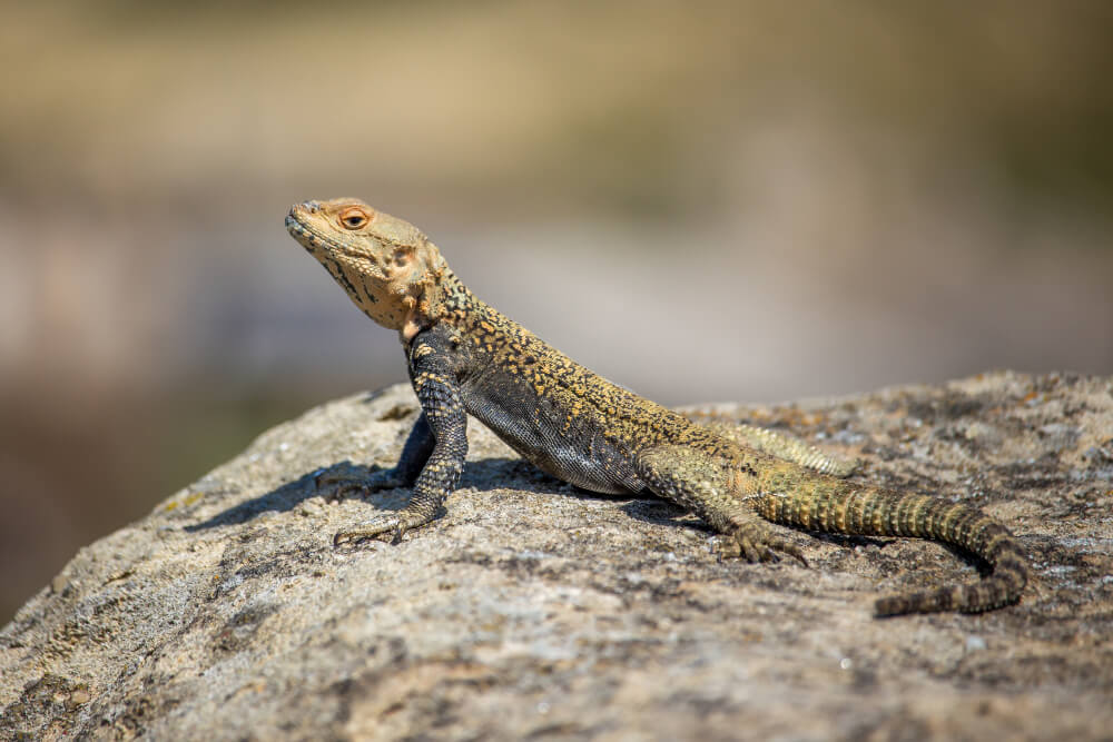 Reptilien und Amphibien Tierwelt Ägypten