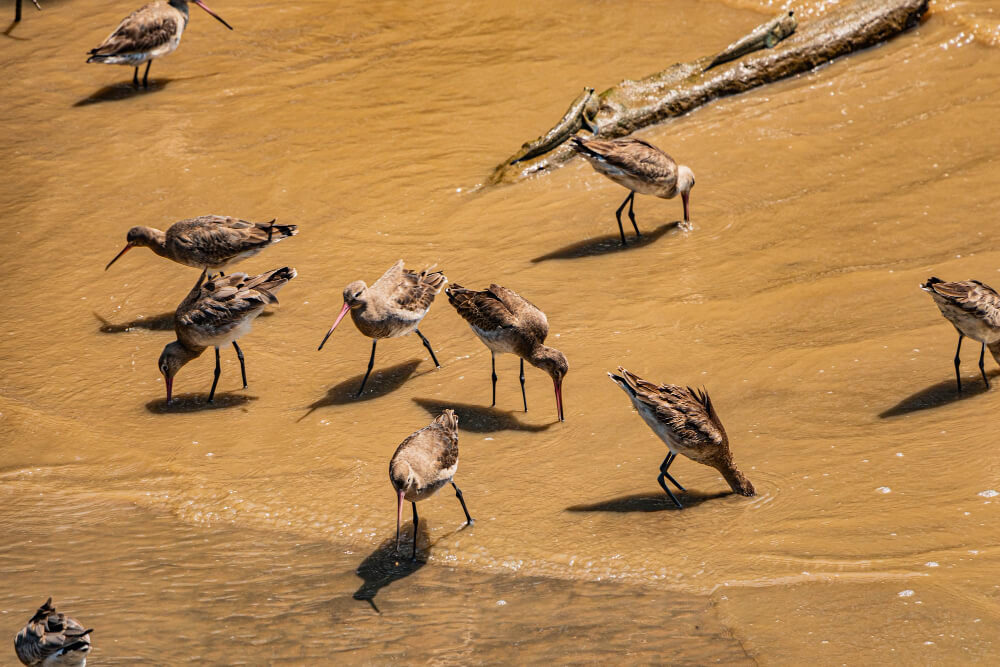 Vogelbeobachtung von Vögeln im Sand