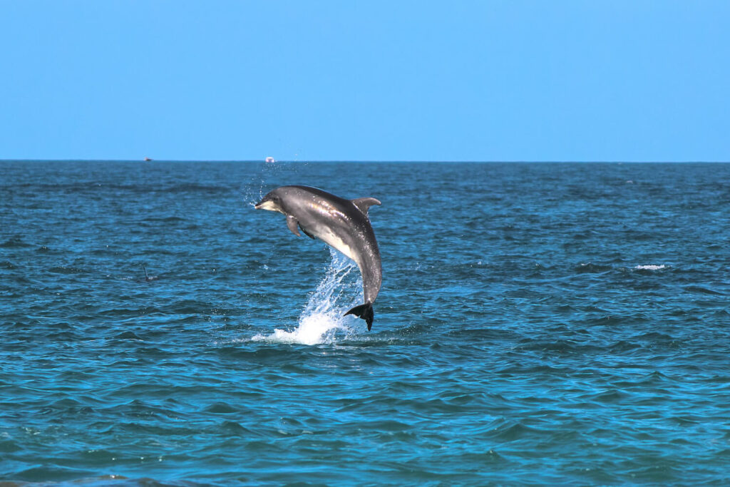 ein Delfin springt aus dem Wasser während dem Schwimmen mit Delfinen