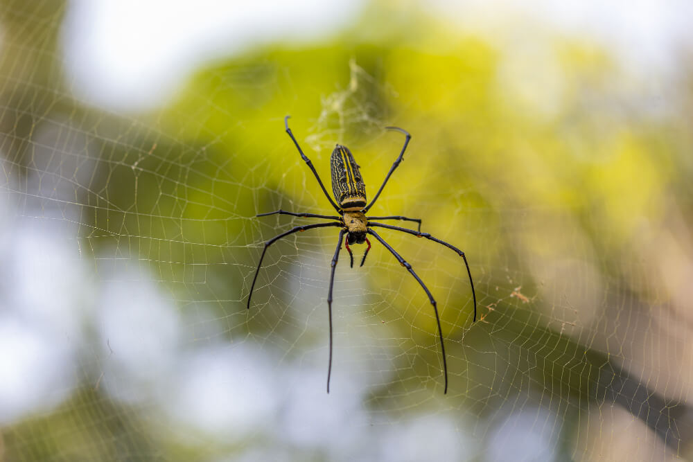 Spinne in Ägypten