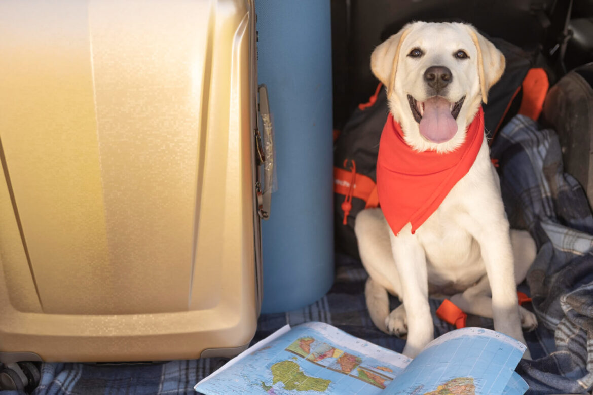 Hund neben einem Koffer auf der Reise nach Ägypten