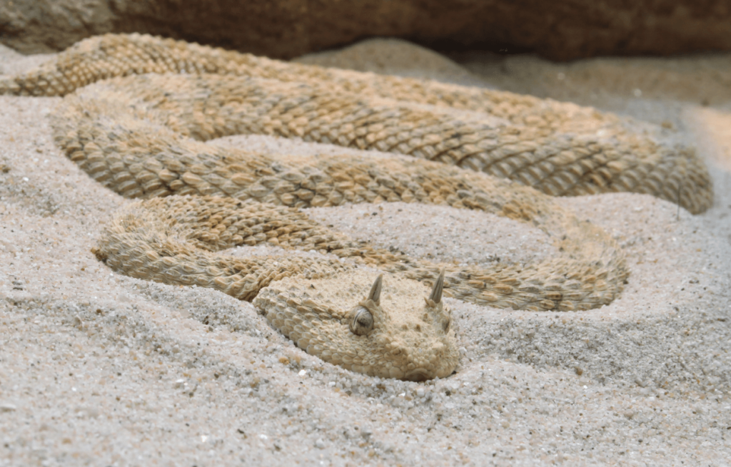 Die Hornviper Schlange in Ägypten vergräbt sich halb im Sand