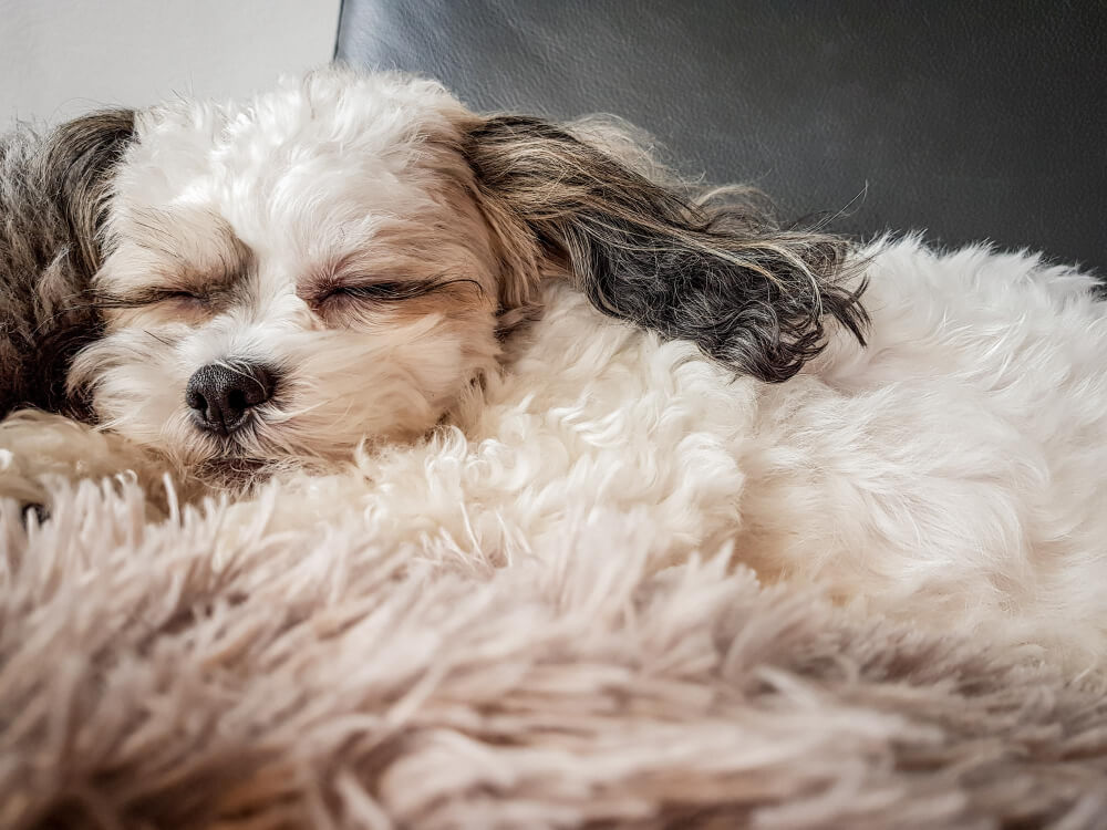 Kleiner Hund schläft in einem Hotel für Hunde in Ägypten