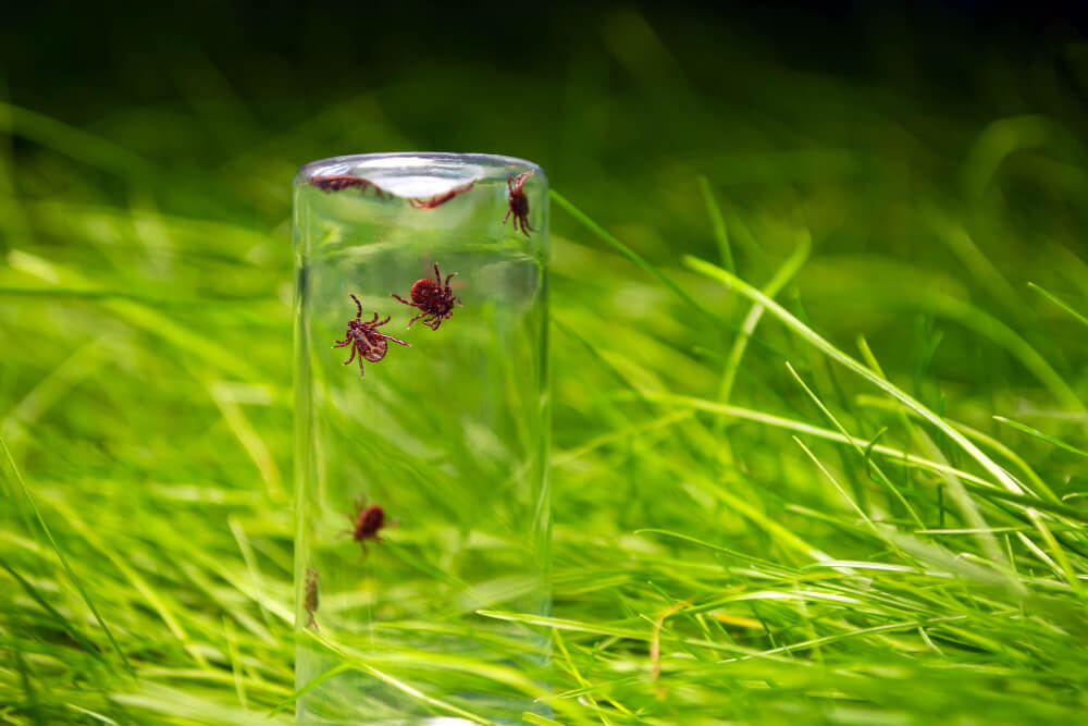 Mehrere Zecken in Ägypten sind in einem Glas gefangen und stehen auf einer Wiese