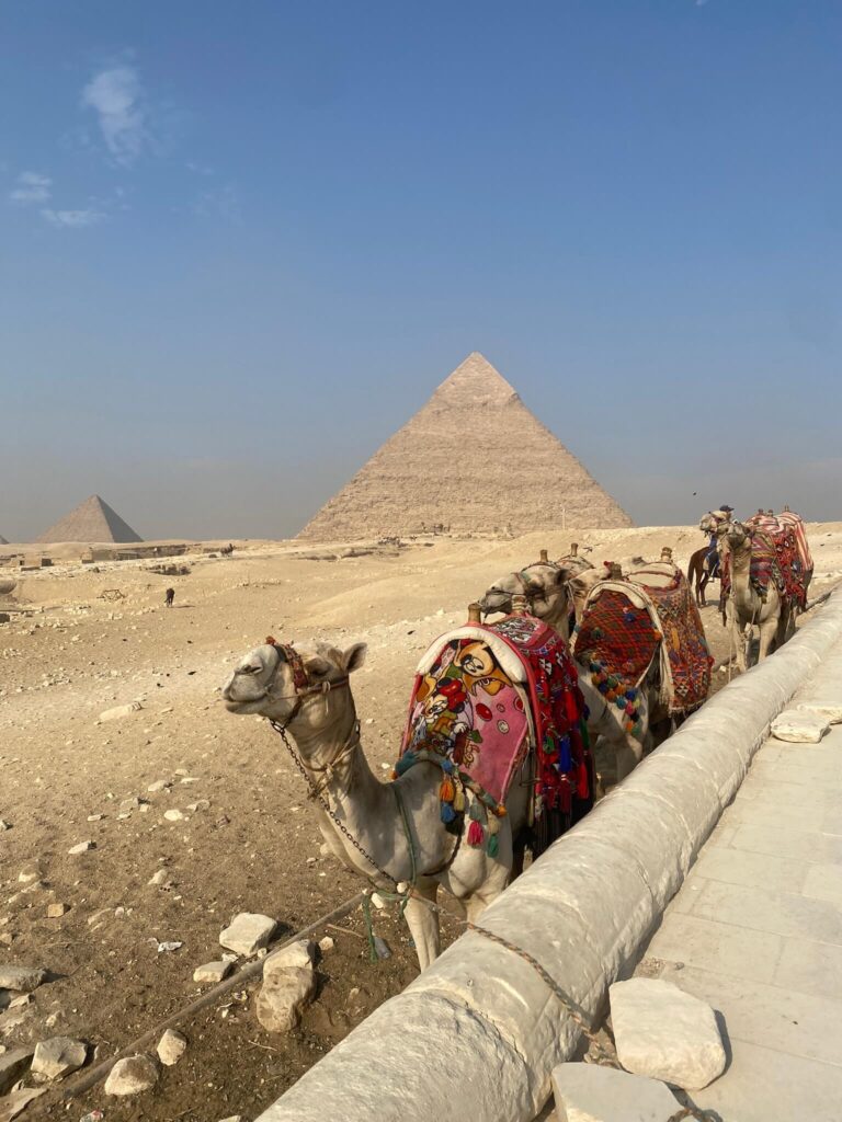 Kamele vor den Pyramiden auf der 7 Tage Ägypten Rundreise