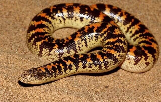 Sandboa Schlange mit Schwarz orangenem Muster in einer Wüste in Ägypten