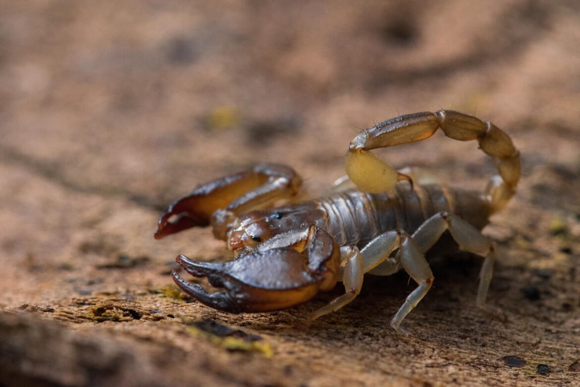 Scorpion als giftiges Tier in Ägypten